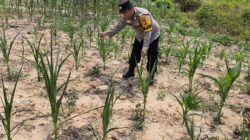 Bhabinkamtibmas Bripka Ade Cek Kontrol Pertumbuhan Jagung Pipil di Kecamatan Rantau Kopar