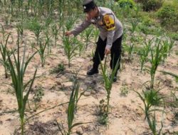 Bhabinkamtibmas Bripka Ade Cek Kontrol Pertumbuhan Jagung Pipil di Kecamatan Rantau Kopar