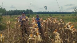 Menjaga Ketahanan Pangan di Ujung Musim, Bhabinkamtibmas Polsek Kandis Hadir Mengawal Petani Hingga Panen