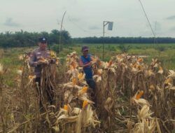 Menjaga Ketahanan Pangan di Ujung Musim, Bhabinkamtibmas Polsek Kandis Hadir Mengawal Petani Hingga Panen