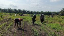 Polsek Kandis Dampingi Pemupukan 15 Hektare Lahan Jagung di Jambai Makmur, Wujud Nyata Ketahanan Pangan