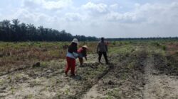 Dampingi Petani, Polsek Kandis Intensif Melakukan Pemeliharaan Tanaman Jagung
