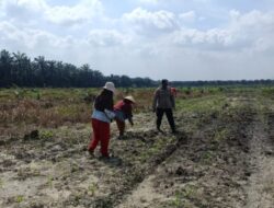 Dampingi Petani, Polsek Kandis Intensif Melakukan Pemeliharaan Tanaman Jagung