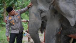 Dukung Inpres Prabowo, Green Policing Polda Riau Siap Jadi Garda Terdepan Penyelamatan Gajah