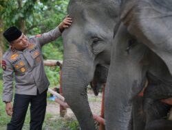Dukung Inpres Prabowo, Green Policing Polda Riau Siap Jadi Garda Terdepan Penyelamatan Gajah