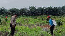 Bhabinkamtibmas Polsek Kandis Dampingi Petani, Tanaman Jagung Disemprot Mencegah Hama dan Penyakit