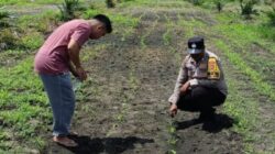 Bhabinkamtibmas Hadir dalam Pemeliharaan Jagung Pipil di Kandis, Mulai Penyiraman, Pemupukan Hingga Pengendalian Hama
