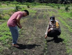 Bhabinkamtibmas Hadir dalam Pemeliharaan Jagung Pipil di Kandis, Mulai Penyiraman, Pemupukan Hingga Pengendalian Hama