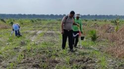 Tanaman Jagung Memasuki Fase Pemupukan, Polsek Kandis Pastikan Program Ketapang Berjalan Optimal
