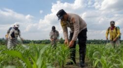 Sinergi dengan Petani, Bhabinkamtibmas Polsek Kandis Rutin Tinjau Tanaman Jagung