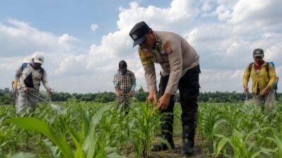 Sinergi dengan Petani, Bhabinkamtibmas Polsek Kandis Rutin Tinjau Tanaman Jagung