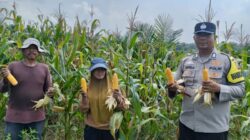 Sinergi Polri dan Petani Berbuah Manis, Polsek Kandis Panen Raya Jagung 2 Ton