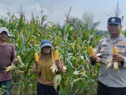 Sinergi Polri dan Petani Berbuah Manis, Polsek Kandis Panen Raya Jagung 2 Ton