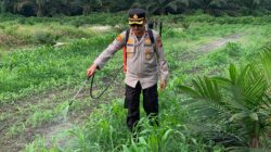 Dampingi Penyemprotan Gulma, Kapolsek Kandis Turun Langsung Rawat Jagung Program Ketapang 