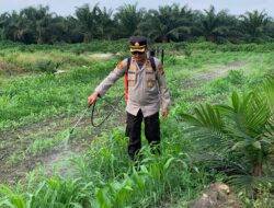 Dampingi Penyemprotan Gulma, Kapolsek Kandis Turun Langsung Rawat Jagung Program Ketapang 