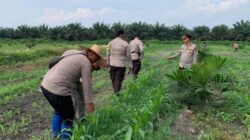 Update Swasembada Pangan Wilayah Polsek Kandis, Pembersihan Gulma, Penyemprotan dan Pemupukan