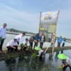 Dari Padi Biosalin ke Minapadi Salin, PGN dan BRIN Dorong Nilai Ekonomi Lahan Pesisir Batang