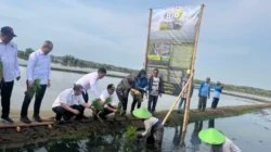 Dari Padi Biosalin ke Minapadi Salin, PGN dan BRIN Dorong Nilai Ekonomi Lahan Pesisir Batang