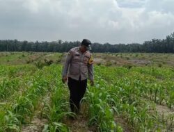 Jaga Produktivitas Pertanian, Polsek Kandis Rutin Cek Perkembangan Jagung Pipil