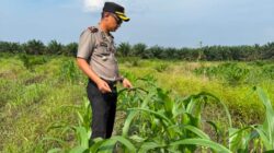 Kapolsek Kandis Turun Bersama Petani, Rawat Tanaman untuk Menjaga Ketahanan Pangan