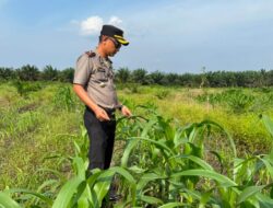 Kapolsek Kandis Turun Bersama Petani, Rawat Tanaman untuk Menjaga Ketahanan Pangan