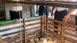 Lapas Makassar Perkuat Pembinaan Kemandirian Melalui Chick In 306 Ekor Bibit Ayam DOC
