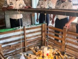Lapas Makassar Perkuat Pembinaan Kemandirian Melalui Chick In 306 Ekor Bibit Ayam DOC