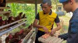 Brimob Polda Metro Jaya Panen Hasil Program Ketahanan Pangan