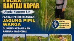 Dukung Ketahanan Pangan Nasional, Bhabinkamtibmas Polsek Rantau Aktif Pantau Pertumbuhan Jagung Pipil