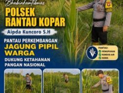 Dukung Ketahanan Pangan Nasional, Bhabinkamtibmas Polsek Rantau Aktif Pantau Pertumbuhan Jagung Pipil