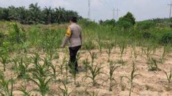 Bhabinkamtibmas Kelurahan Sungai Rangau Cek Ketahanan Pangan Jagung Pipil