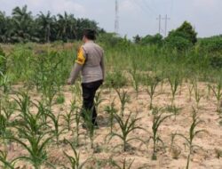Bhabinkamtibmas Kelurahan Sungai Rangau Cek Ketahanan Pangan Jagung Pipil