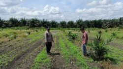 Mengawal Ketahanan Pangan, Bhabinkamtibmas Polsek Kandis Aktif Memantau Tanaman Jagung
