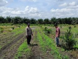 Mengawal Ketahanan Pangan, Bhabinkamtibmas Polsek Kandis Aktif Memantau Tanaman Jagung