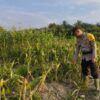 Bhabinkamtibmas Kelurahan Rantau Kopar Pantau Perkembangan Program Ketapang di Wilayah Binaan