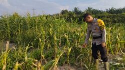 Bhabinkamtibmas Kelurahan Rantau Kopar Pantau Perkembangan Program Ketapang di Wilayah Binaan