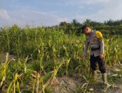 Bhabinkamtibmas Kelurahan Rantau Kopar Pantau Perkembangan Program Ketapang di Wilayah Binaan