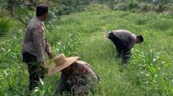 Kapolsek dan Wakapolsek Kandis Gotong Royong Bersihkan Gulma Tanaman Jagung untuk Ketahanan Pangan