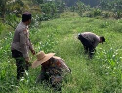 Kapolsek dan Wakapolsek Kandis Gotong Royong Bersihkan Gulma Tanaman Jagung untuk Ketahanan Pangan
