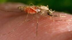 Malaria Masih Jadi Ancaman, Warga Sinaboi Minta Pemerintah Perkuat Pencegahan