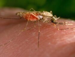 Malaria Masih Jadi Ancaman, Warga Sinaboi Minta Pemerintah Perkuat Pencegahan