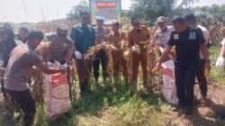 Polsek Kandis Panen Raya Jagung 3 Ton, Wujud Nyata Dukung Program Ketahanan Pangan Nasional