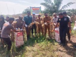Polsek Kandis Panen Raya Jagung 3 Ton, Wujud Nyata Dukung Program Ketahanan Pangan Nasional