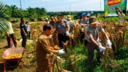 Hari Kedua, Polsek Kandis Sukseskan Panen Jagung di Kampung Sam Sam