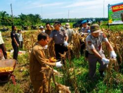 Hari Kedua, Polsek Kandis Sukseskan Panen Jagung di Kampung Sam Sam