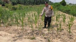 Bhabinkamtibmas Kelurahan Sungai Rangau Cek Ketahanan Pangan Jagung Pipil