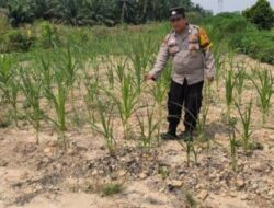 Bhabinkamtibmas Kelurahan Sungai Rangau Cek Ketahanan Pangan Jagung Pipil