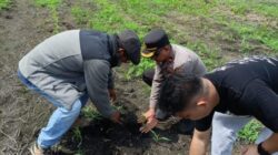 Kapolsek Kandis Dampingi Tim SDM Polda Riau Tinjau Lahan Jagung 12 H di Kampung Jambai Makmur