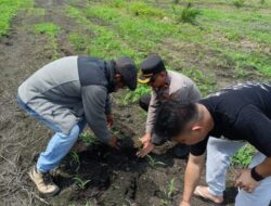 Kapolsek Kandis Dampingi Tim SDM Polda Riau Tinjau Lahan Jagung 12 H di Kampung Jambai Makmur