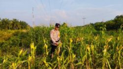 Bhabinkamtibmas Kelurahan Rantau Kopar Pantau Perkembangan Program Ketapang Jagung Pipil